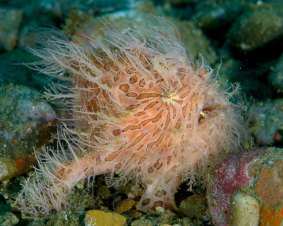 Hairy Frogfish, Ambon