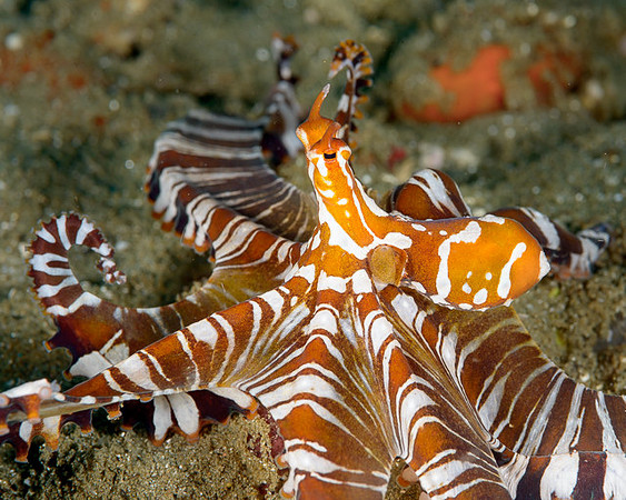 Wonderpus, Ambon