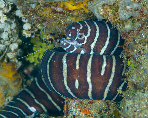 Zebra Moray, Ambon