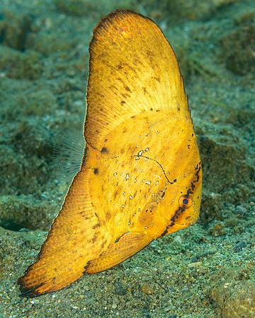 Juvenile Circular Spadefish