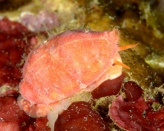 Cowrie, Ambon