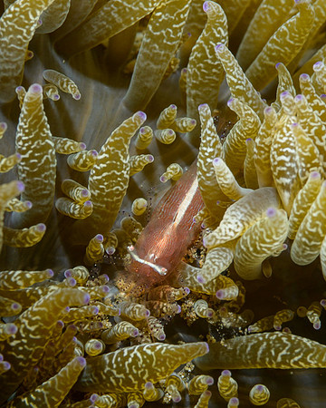 Ornate Anemone Shrimp, Ambon