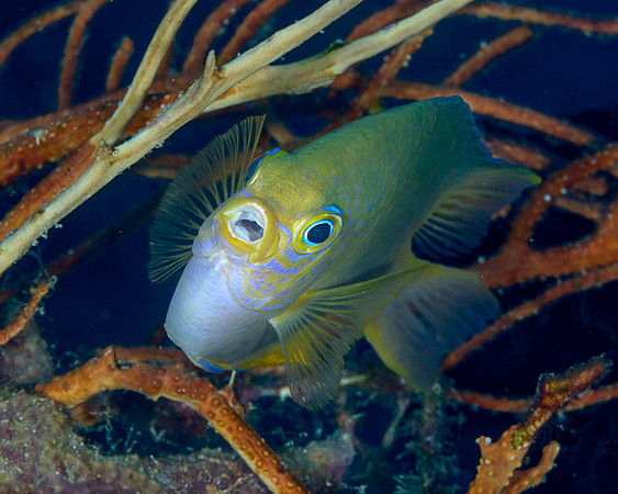 Damselfish, Weda