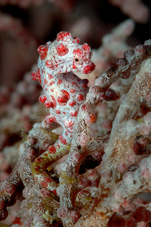 Pygmy Seahorse, Weda