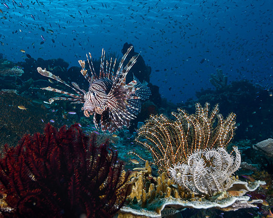 Lionfish, Weda