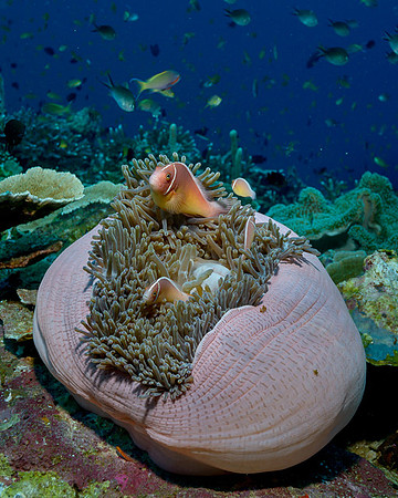 Pink Anemonefish, Weda