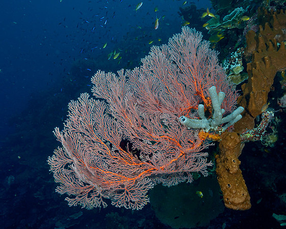 Tidore, Weda