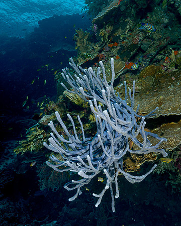 Tidore, Weda