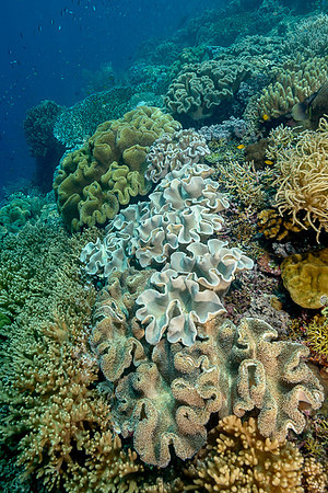 Leather Corals, Weda