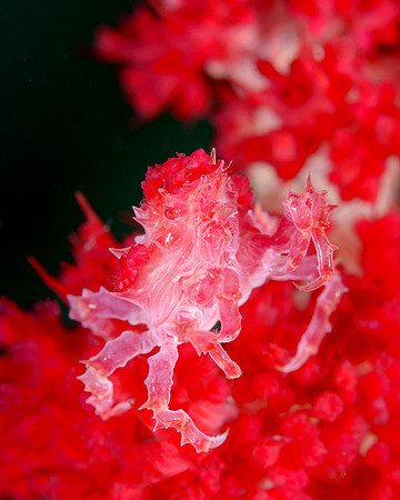 Soft Coral Crab, Weda