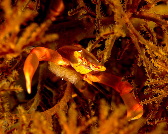 Black Coral Crab, Weda