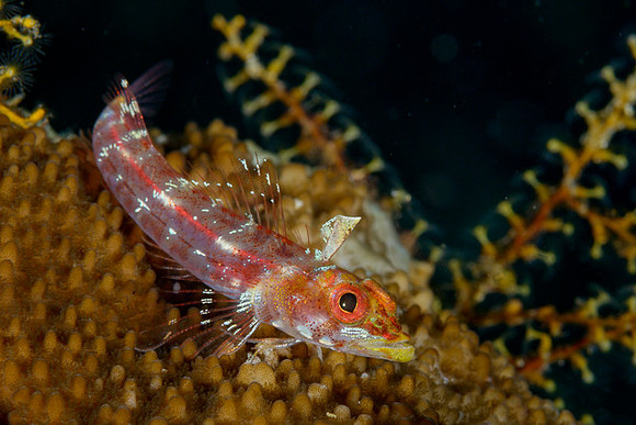 Largemouth Triplefin, Weda
