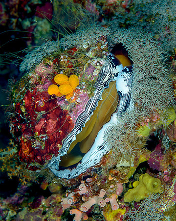 Scaly Thorny Oyster, Weda