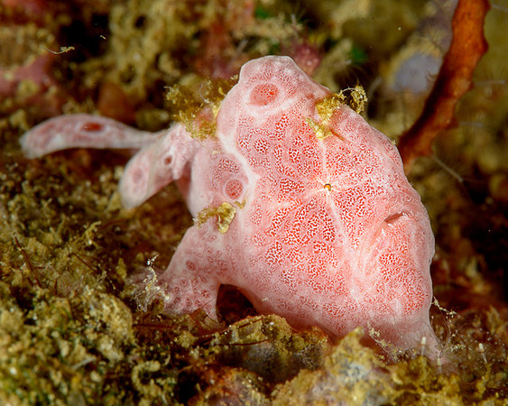 Painted Frogfish, Weda