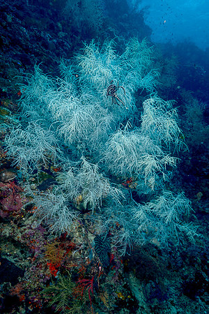 Two Tree Island, Balbulol