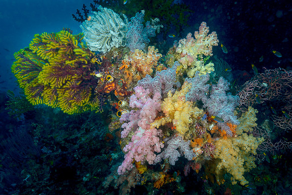 Two Tree Island, Balbulol
