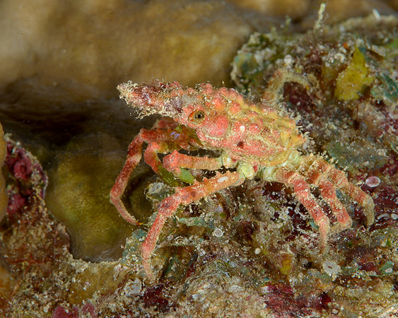 Spider Crab, Yelliet Besaar
