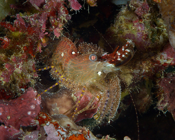 Marble Shrimp, Yelliet Besaar