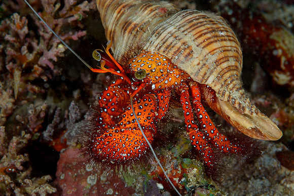 White Spotted Hermit Crab, Yelliet Besaar