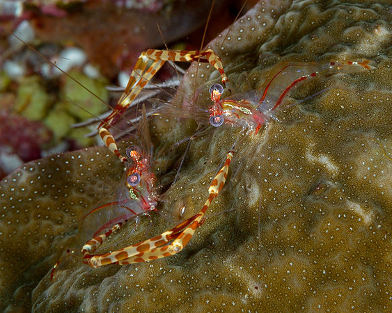 Pair Spot Arm Cuapetes Shrimp