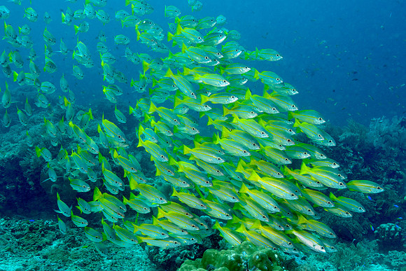 Shoaling Snapper, Magic Mountain