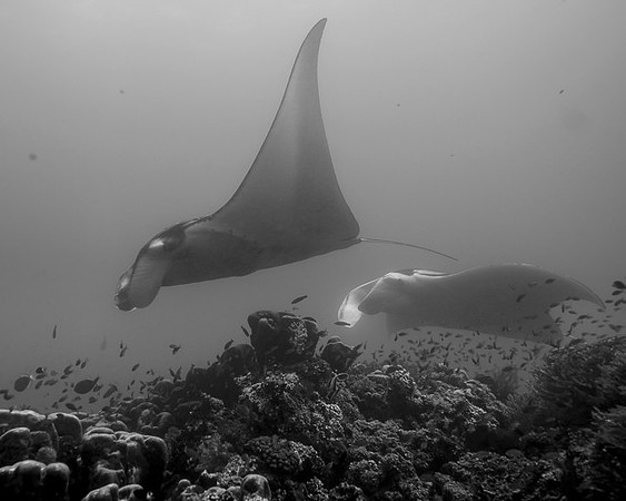 Mantas, Magic Mountain