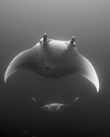 Mantas, Magic Mountain