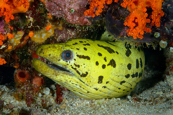 Fimbriated Moray, Batu Kapal