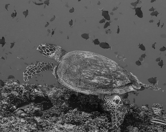 Turtle, Pohong Miring