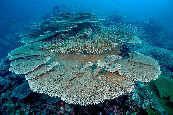 Table Corals, Banda Neira