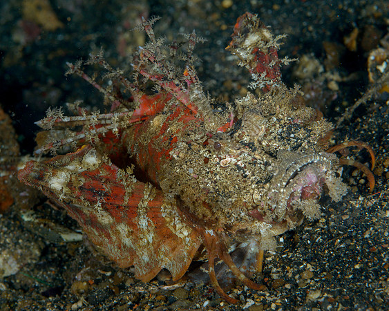 Spiny Devilfish, Banda Neira