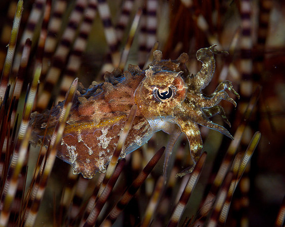Pygmy Cuttlefish, Banda Neira