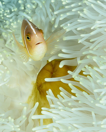 Pink Anemonefish, Tanjung Nama