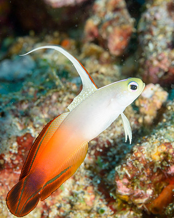 Fire Dart Goby, Banda Lighthouse