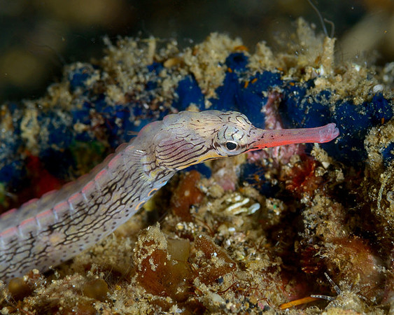 Pipefisfh, Banda Jetty