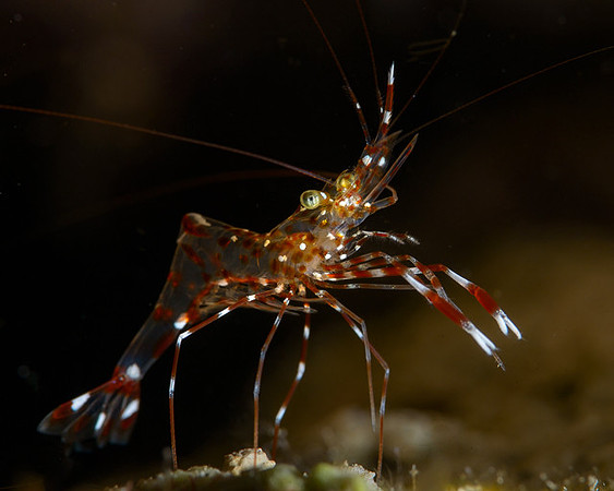 Clear Cleaner Shrimp, Akon