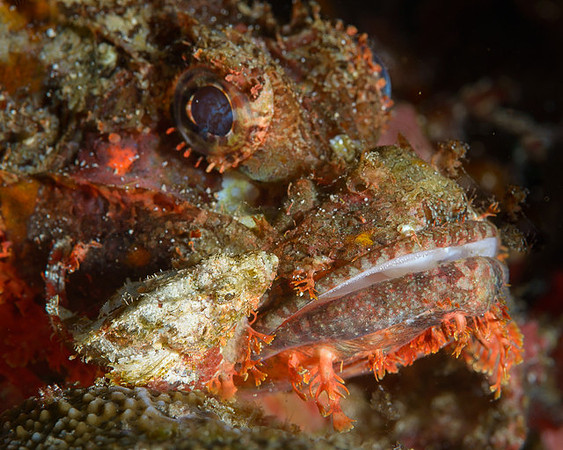 Two Scorpionfish, Akon