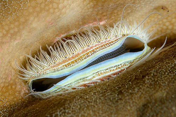 Iridescent Scallop, Ambon