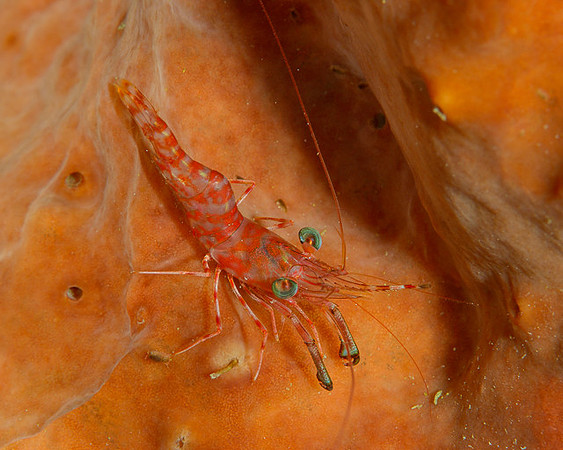 Night Shrimp, Ambon