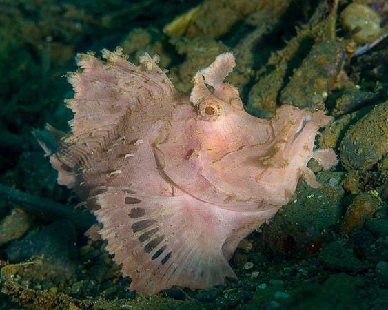 Paddleflap Rhinopiu, Ambon