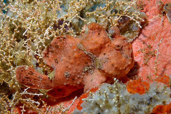 Painted Frogfish, Ambon