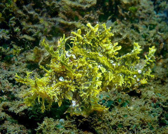 Lacy Rhinopius, Ambon