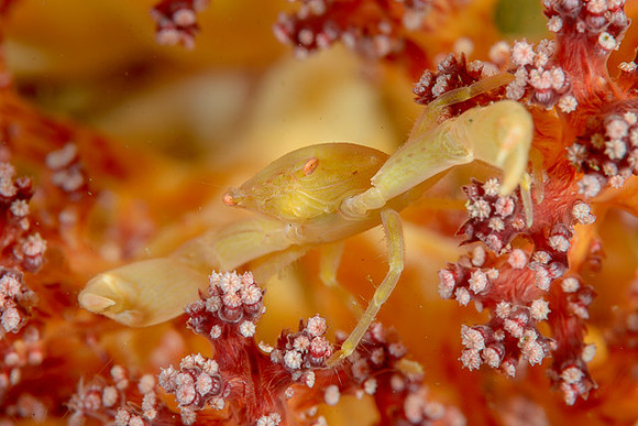 Crowned Coral Crab, Ambon