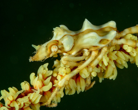Wire Coral Crab, Ambon