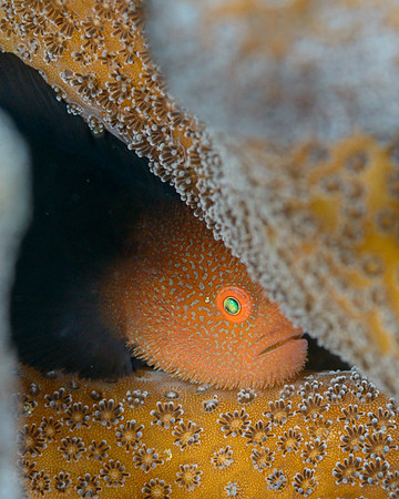 Coral Goby, Ambon