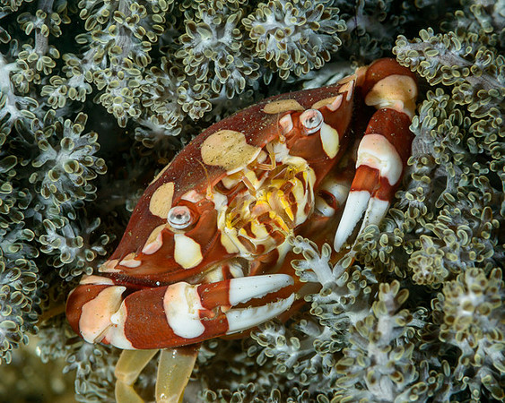 Harlequin Swimming Crab, Ambon