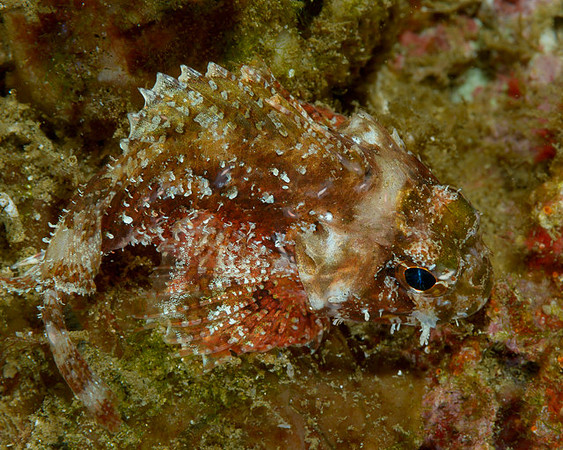 Scorpionfish, Ambon