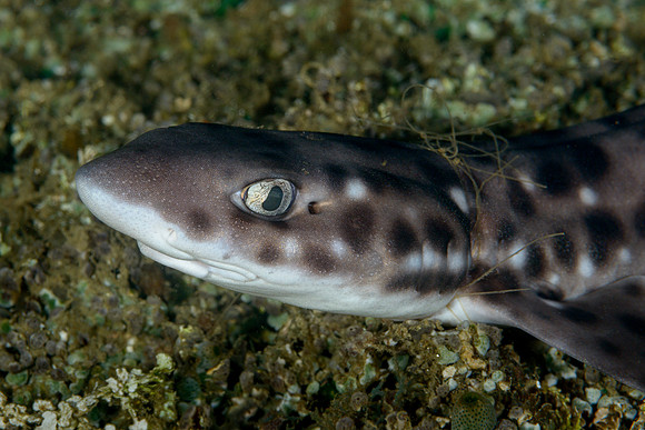 Coral Cat Shark, entangled in net, Ambon