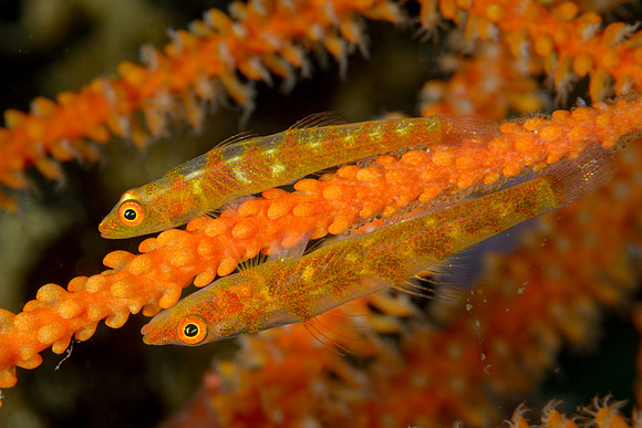 Wire Coral Goby Pair, Ambon