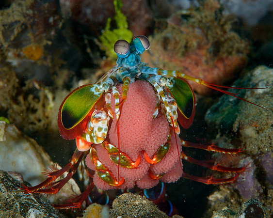 Peacok Mantis Shrimp, with eggs, Ambon